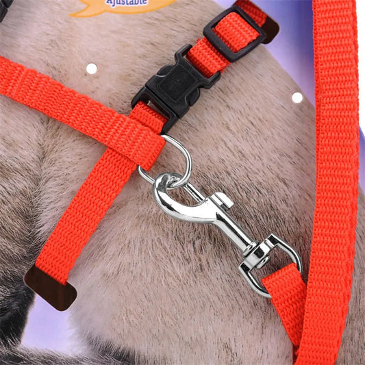 5 Color Adjustable Pet Cat Collar