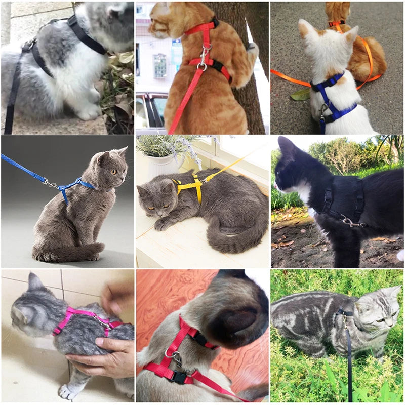 5 Color Adjustable Pet Cat Collar